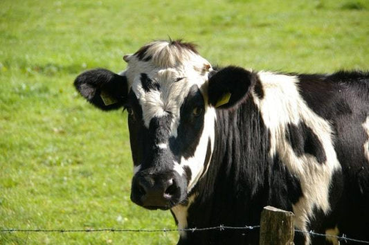 grass fed protein vs regular