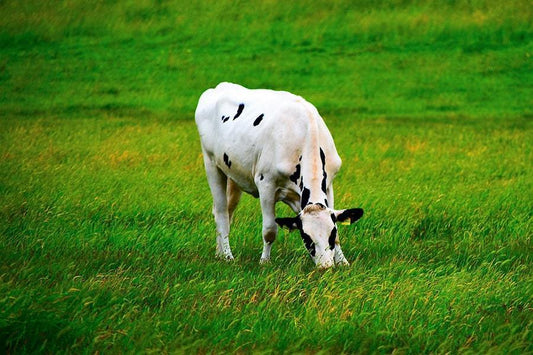 Grass feed beef for endurance athletes