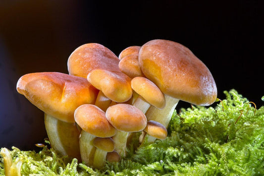 Fast Fact: How Mushrooms Can Enhance Endurance Performance