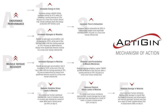 The Supplement Actigin Can Improve The Performance Of Endurance Athletes