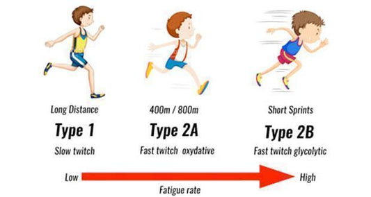 Muscle Fiber Types: Slow vs Fast Twitch