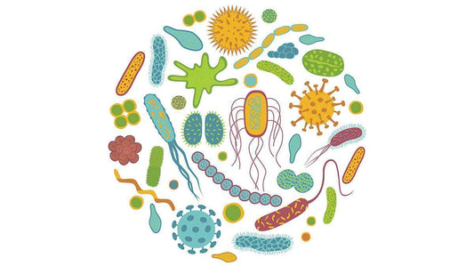 How Probiotics Can Help You Be a Better Runner