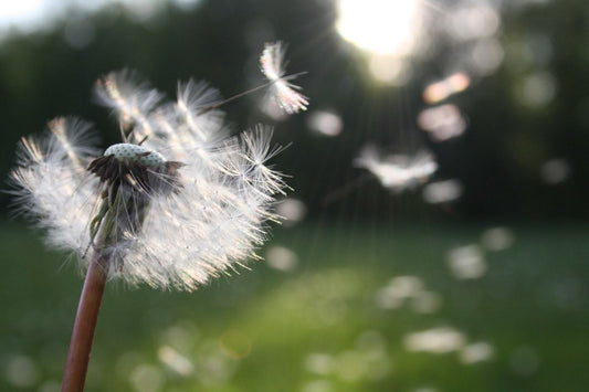 one dandelion