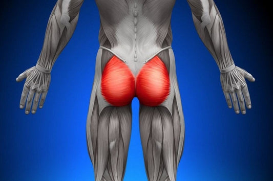 the gluteus maximus and athletic performance