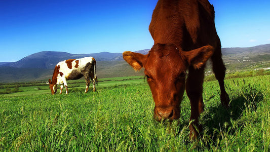 The Immune Boosting Benefits of Grass Fed Whey