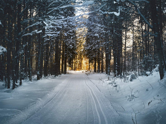 Snow cover road with forest trees on each side