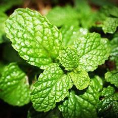 spearmint supplement